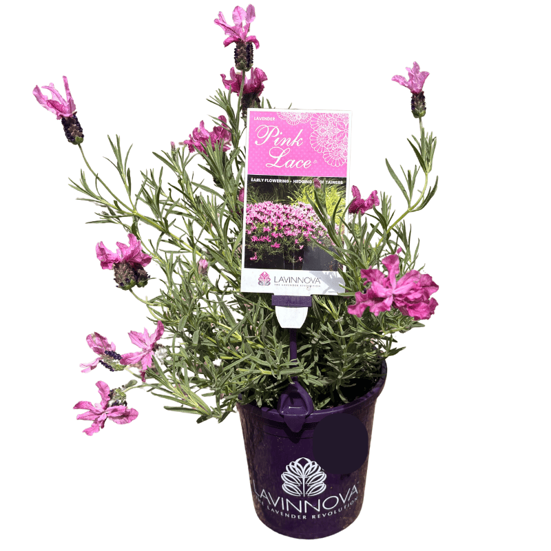 Lavender Pink Lace 14cm