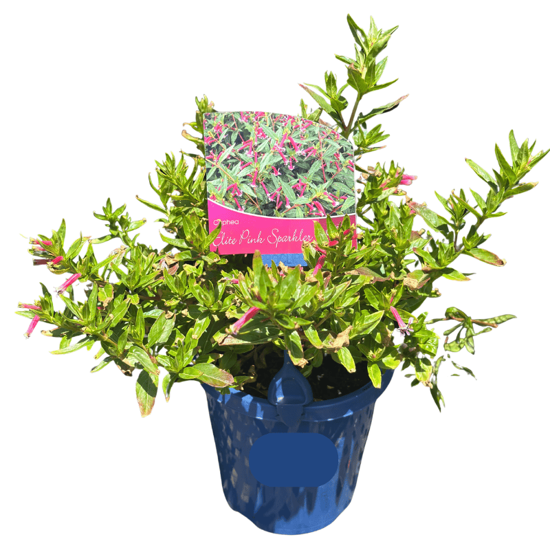 Cuphea Elite Pink Sparkler 15cm