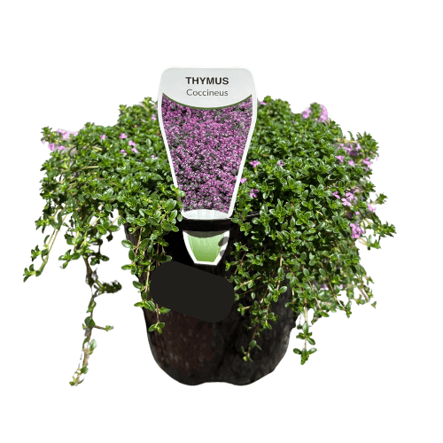Thyme Pink Creeping 14cm