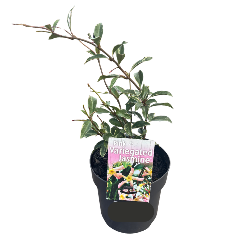 Trachelospermum asiaticum Pink Variegated 14cm