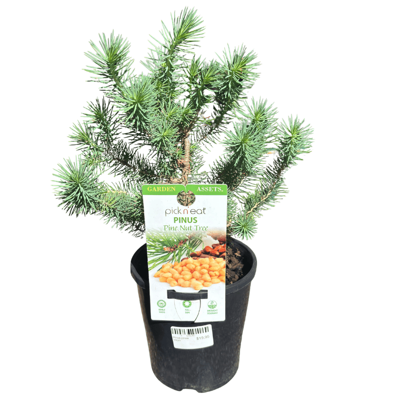 Pine Nut Tree - Pinus pinea 14cm