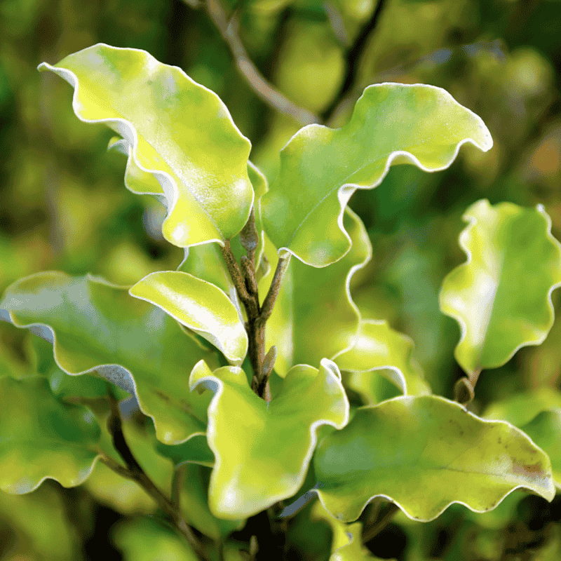 Pittosporum Fast Screen 14cm