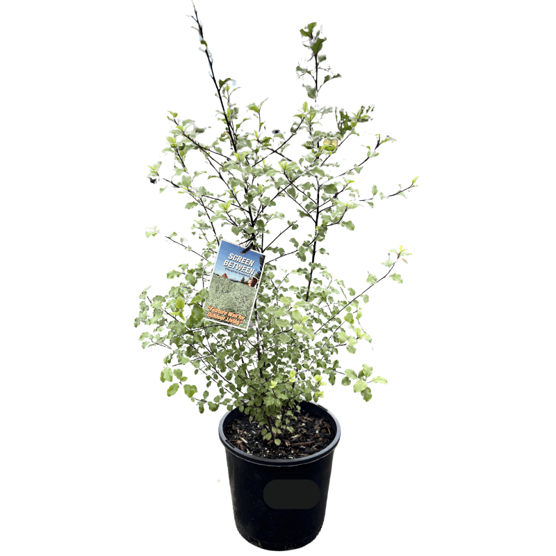 Pittosporum Screen Between 20cm