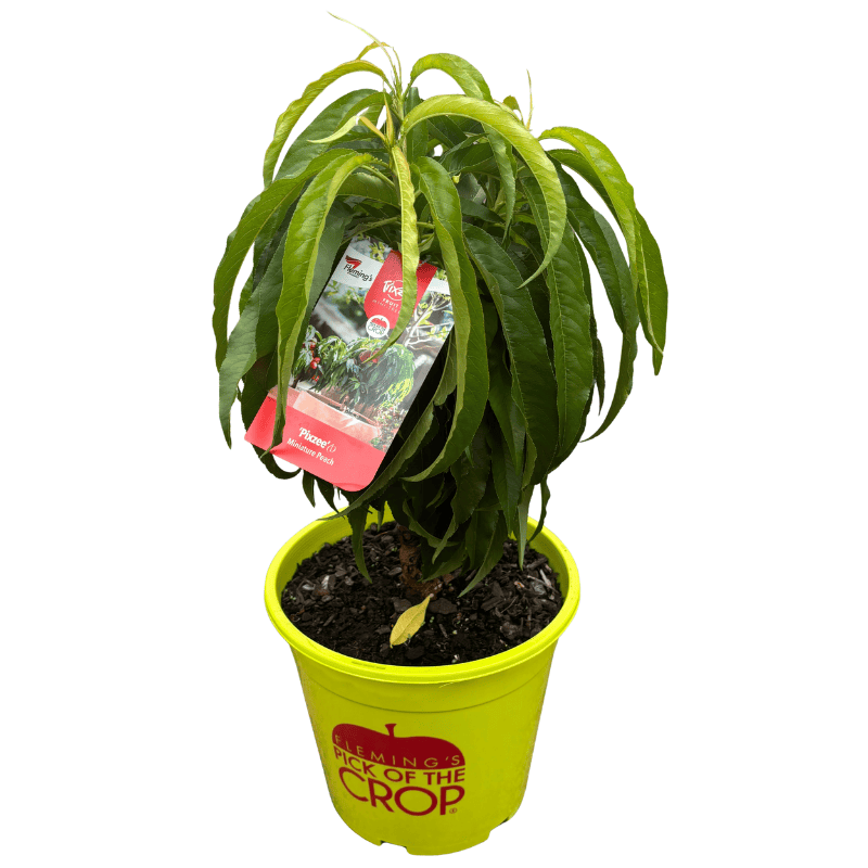 Peach Trixzie Pixzee 25cm