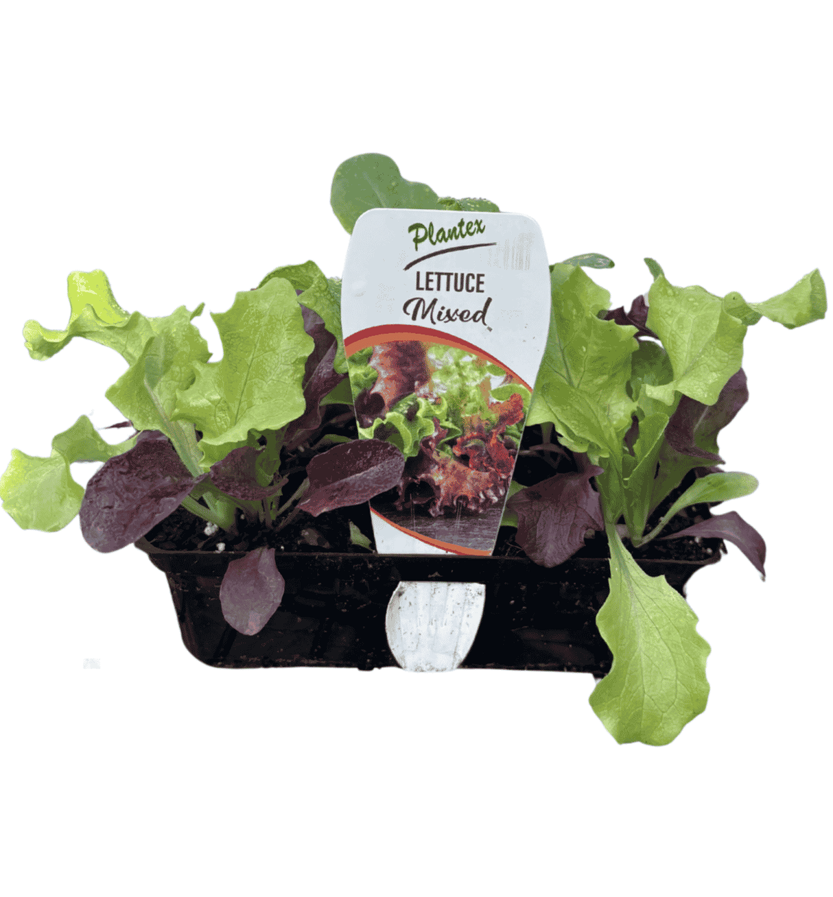 Lettuce Mix Punnet