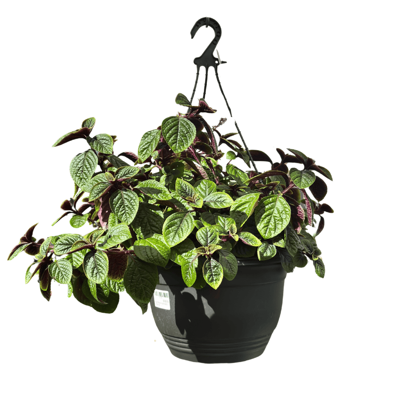 Plectranthus 'Nico' 27cm Hanging Basket