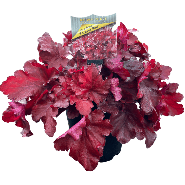 HEUCHERA FOREVER RED 18CM