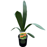 Clivia Belgian Hybrid LLK