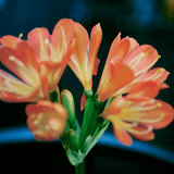 Clivia Belgian Hybrid LLK