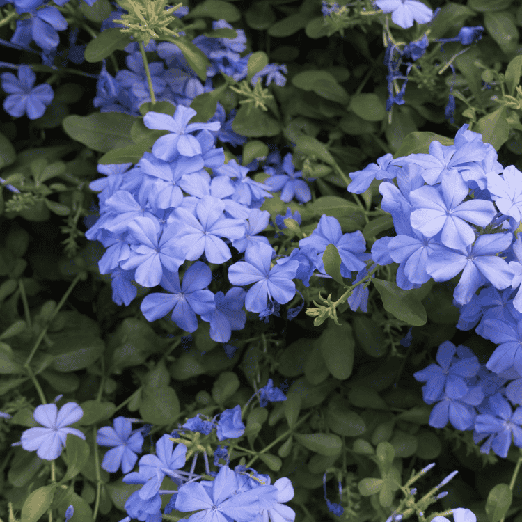 PLUMBAGO ROYAL CAPE 15CM