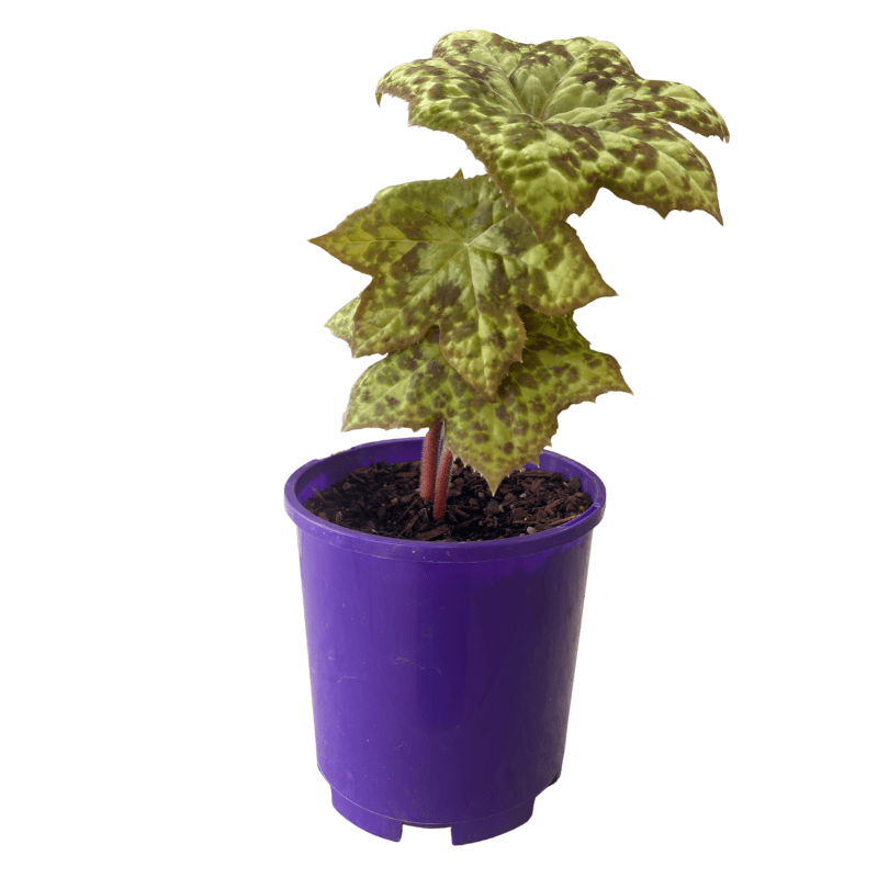 Podophyllum 'Spotty Dotty' 14cm