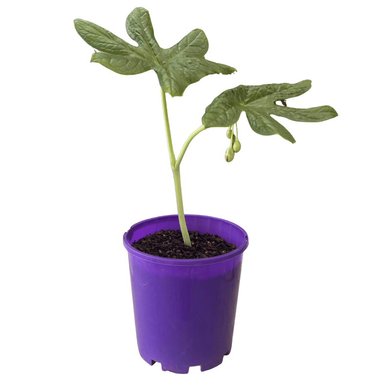 Podophyllum versipelle 18cm