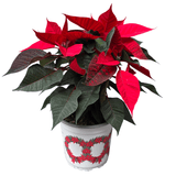 Poinsettia Red 15cm