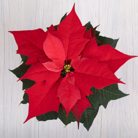 Poinsettia Red 15cm