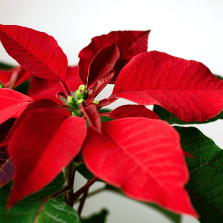 Poinsettia Red 19cm