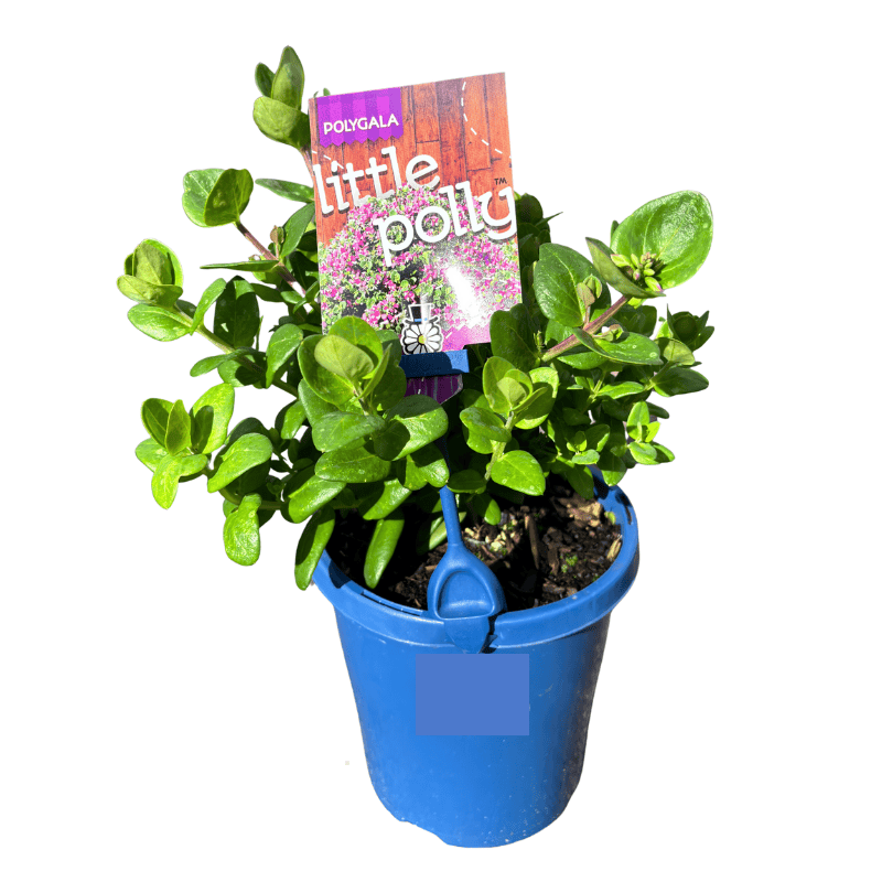 Polygala Little Polly 15cm