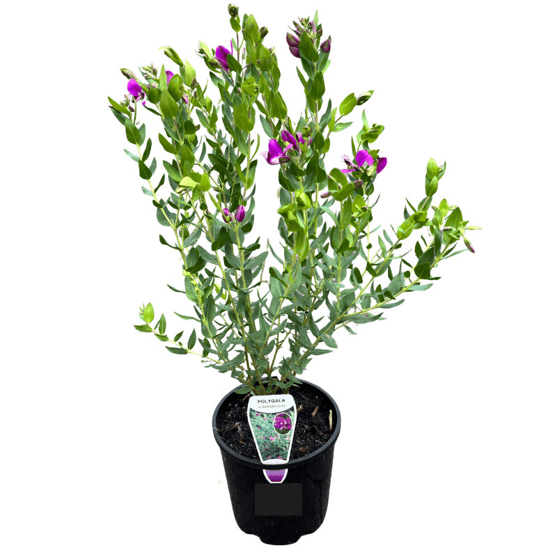 Polygala x dalmaisiana 14cm