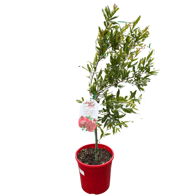 Pomegranate 'Angel Red' 20cm