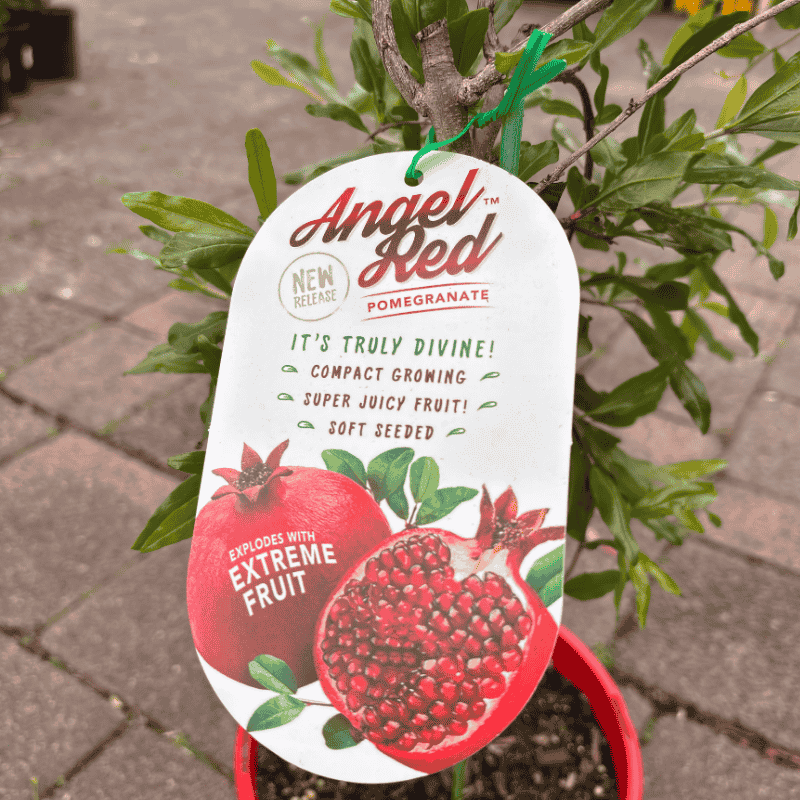 Pomegranate 'Angel Red' 20cm
