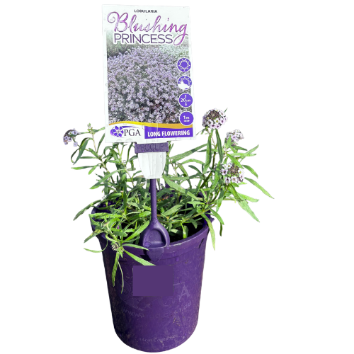 Lobularia Blushing Princess_14cm