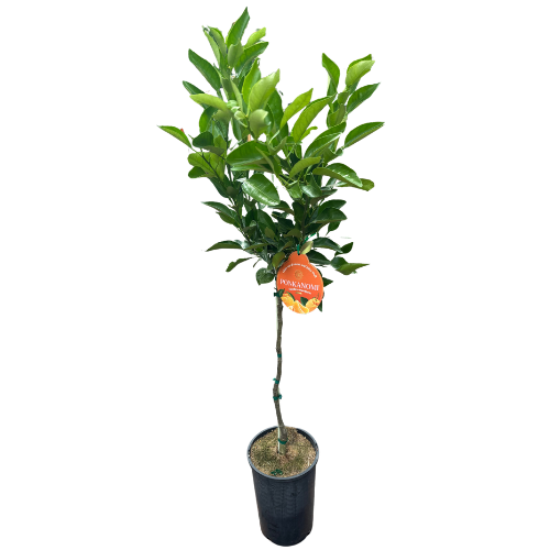 Mandarin Ponkanomi 17cm