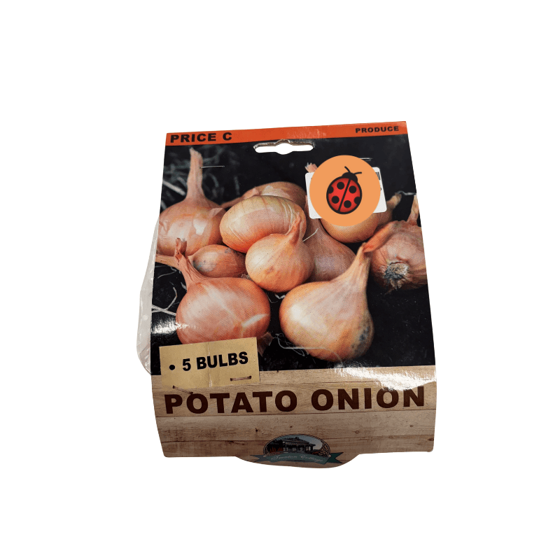Potato Onion - 5 Bulbs