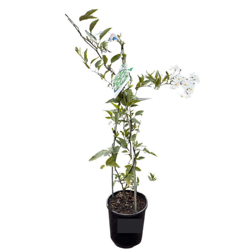 Solanum laxum - Potato Vine 14cm