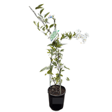 Solanum laxum - Potato Vine 14cm