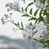 Solanum laxum - Potato Vine 14cm