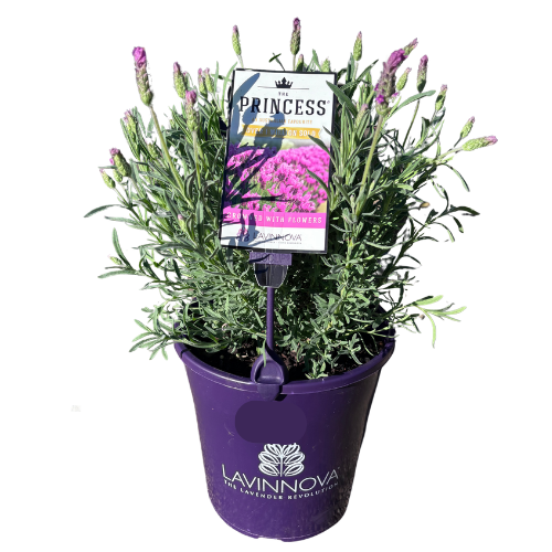 Lavender The Princess 20cm