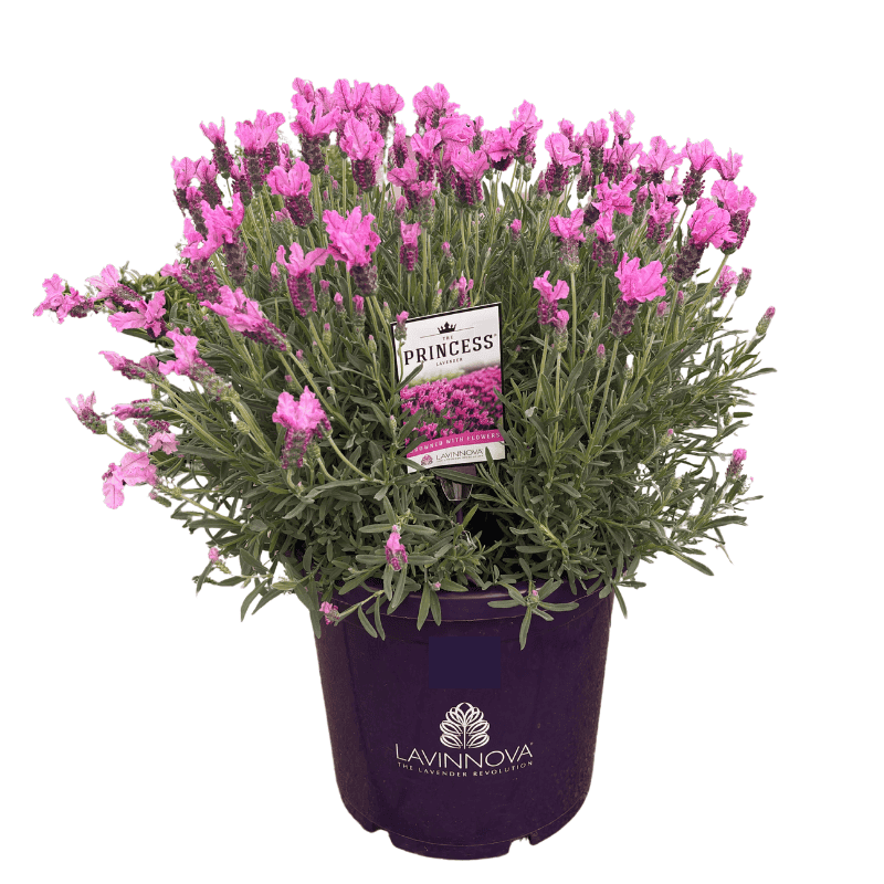 Lavender The Princess 30cm