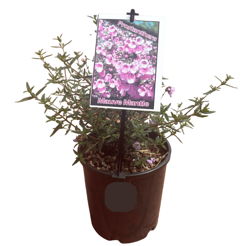Prostanthera ‘Mauve Mantle’ 14cm