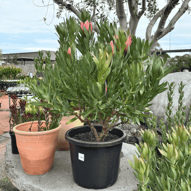 Protea Pink Cream 40cm