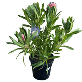 Protea Australis Ruby 25cm