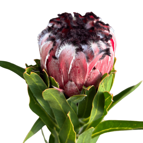 Protea Australis Ruby 25cm