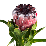 Protea Australis Ruby 25cm