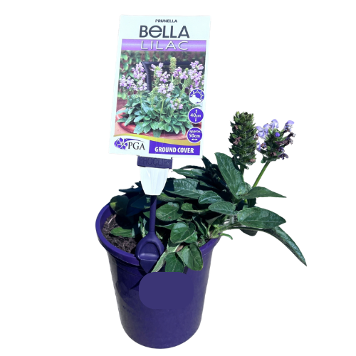 Prunella Bella Lilac 14cm