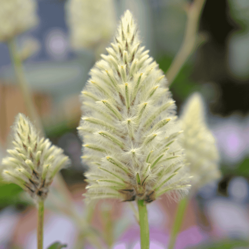 Ptilotus nobilis 'Regal Foxtail' 14cm