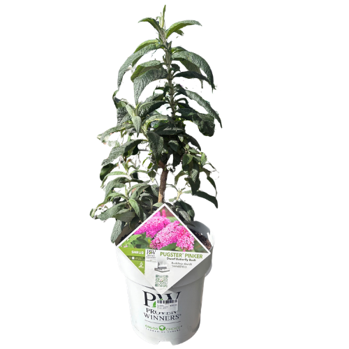 Buddleja davidii Pugster Pinker 20cm