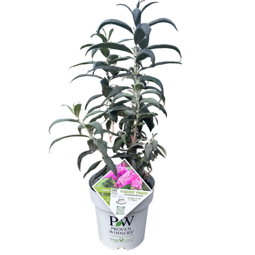 Buddleja davidii Pugster Pinker 20cm