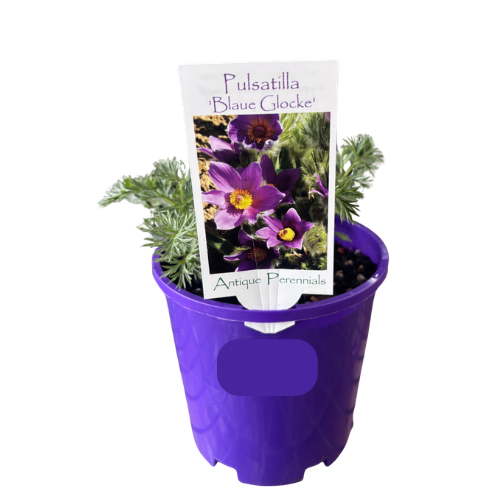 Pulsatilla vulgaris Violet Bells 14cm