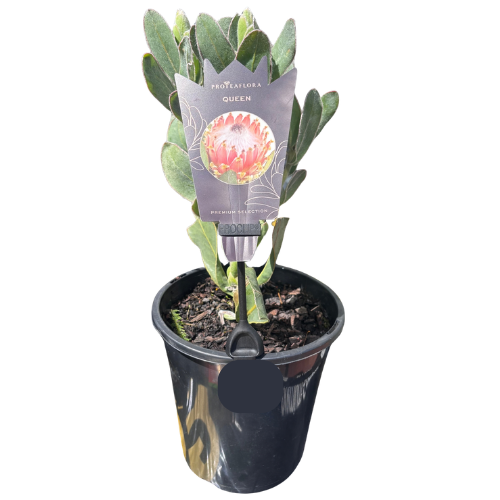 Protea Queen 18cm