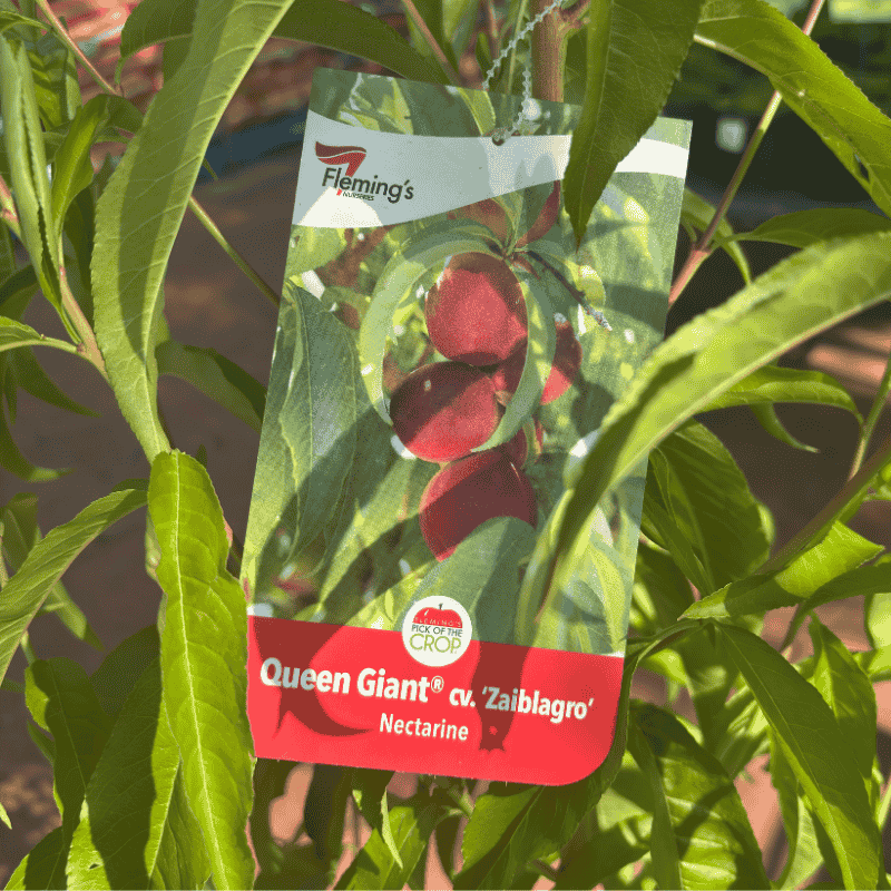 Nectarine 'Spicezee' Interspecific 25cm