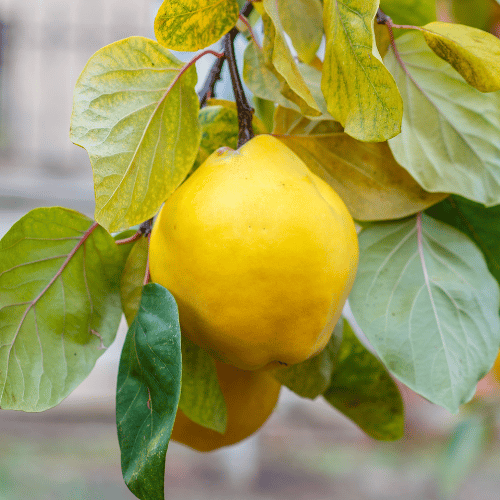 Quince Pineapple