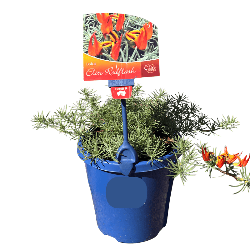 Lotus Red Flash 15cm