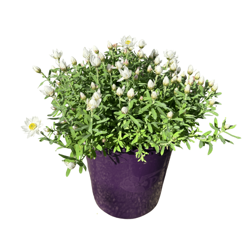 Rhodanthe Paper Star 14cm