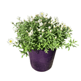 Rhodanthe Paper Star 14cm