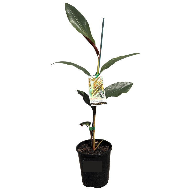 Alpinia caerulea 'Red Form' - Native Ginger 14cm