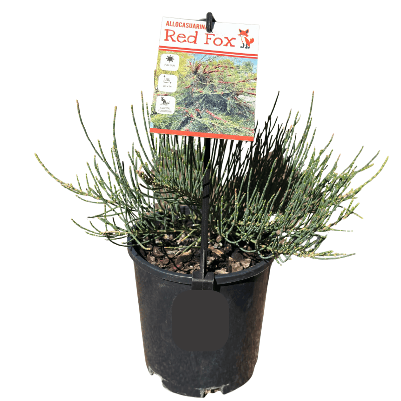 Allocasuarina monilifera Red Fox 14cm