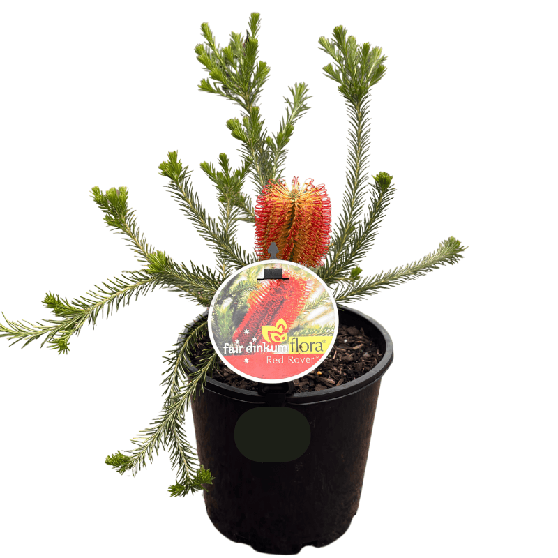 Banksia ericifolia 'Red Rover' 20cm